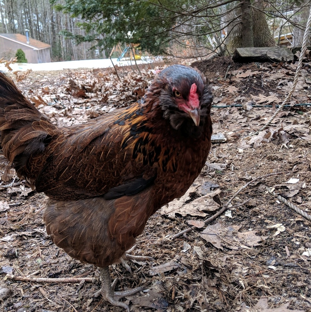 Meet your Posher, Marion